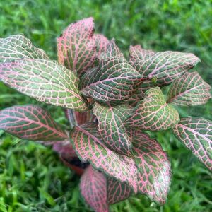Fittonia  Ruby Red